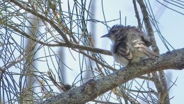 DSC02377 Striped Honeyeater @ Chittaway Point bf.jpeg