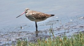 DSC02395 Bar-tailed Godwit @ Chittaway Point.jpeg