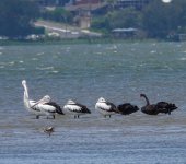 DSC02385 Australian Pelicans & Black Swans @ Chittaway Point bf.jpeg