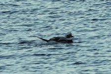 Long-tailed Duck @ Nigg Bay BW240130_214403.jpg