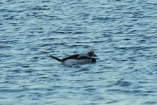 Long-tailed Duck @ Nigg Bay BW240130_213843.jpg