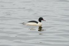 Goosander m @ Girdleness BW240201_175544.jpg