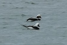 Long-tailed Duck @ Nigg Bay BW240201_175309.jpg