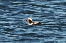 Long-tailed Duck @ Nigg Bay BW240202_192309.jpg