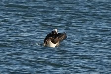 Long-tailed Duck @ Nigg Bay BW240202_014509.jpg