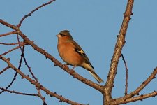 Chaffinch m @ St Fitticks BW240202_172908.jpg