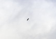 20240203 - White-tailed Eagle at Backwater - Full wings and tail 2.jpg
