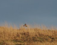 Short Eared Owl_Girdle Ness_030234a.jpg