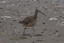 Whimbrel 2024-02-03 a.JPG