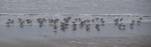 Sanderling 2024-02-03 a.JPG