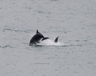 BN Dolphin_Girdle Ness_040224a.jpg