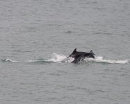 BN Dolphin_Girdle Ness_040224b.jpg