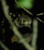 DSC02507 Eastern Pygmy Possum @ West Head bf.jpeg