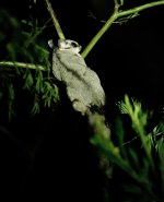 DSC02553 Sugar Glider @ West Head bf.jpeg