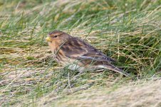 Twite-(91)-fbook.jpg