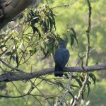 bolles_pigeon_30jan24_1080s_8780.jpg