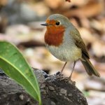 european_robin_25jan24_1080s_8698.jpg