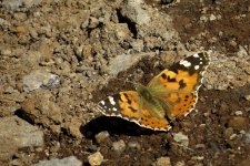 painted_lady_23jan24_1618l_8581.jpg