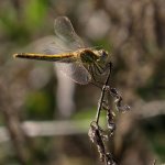 red-veined_darter_24jan24_1080s_8622.jpg