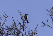 20240207 - Crossbill female above.jpg