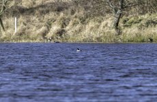 20240207 - Goldeneye male and Wigeon on Redmyre Loch.jpg