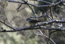 20240207 - Young female Crossbill at Little Bello.jpg