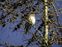 20240207 - Fieldfare up close.jpg