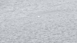 Smew Broadwood Loch 8-2-24_1.jpg