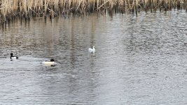 Smew Broadwood Loch 8-2-24_2.jpg