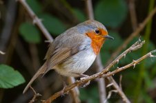 Tenerife-Robin-(11)-fbook.jpg