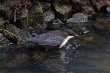 Black-bellied-Dipper-(2)-R7-fbook.jpg