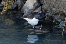 Black-bellied-Dipper-(131)-R5-fbook.jpg