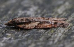 Acleris umbrana 001.jpg