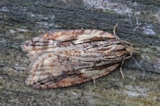 Acleris umbrana (27.01.24).jpg