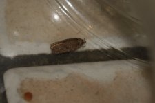 20240219 (2)_Agonopterix_heracliana.JPG