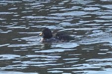 Common Scoter @ Girdleness BW240221_191034.jpg