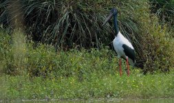 DSC03077 Black-necked Stork @ Macpherson Swamp bf.jpeg