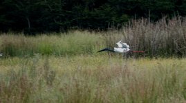 DSC03087 Black-necked Stork @ Macpherson Swamp bf.jpeg