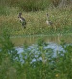 DSC03070 Black-necked Stork @ Macpherson Swamp bf.jpeg