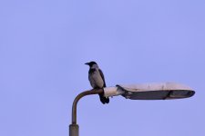 20240225 - Hooded Crow waiting for sunrise.jpg