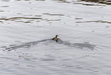 20240226 - Little Grebe male.jpg