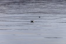 20240226 -Black-backed gull & Black Guillemot.jpg