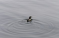 20240226 - Black Guillemot.jpg