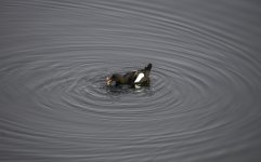 20240226 - Black Guillemot with breakfast.jpg