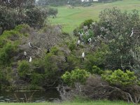 DSC03049 Cormorant roost @ Long Reef Golf Course bf.jpeg