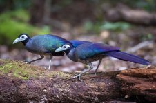 JAY_5595 BORNEAN GROUND-CUCKOO.JPG