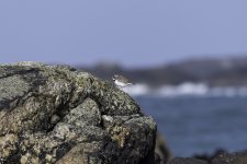 20240227 - Ringed Plover on the rocks.jpg