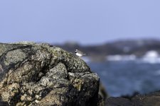 20240227 - Ringed Plover staring on the rocks.jpg