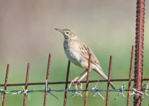 Richard's pipit Anthus richardi Kalloni Salt Pans 02-03-24 cc S Zannetos.jpg