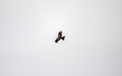 20240308 - Red Kite query.jpg